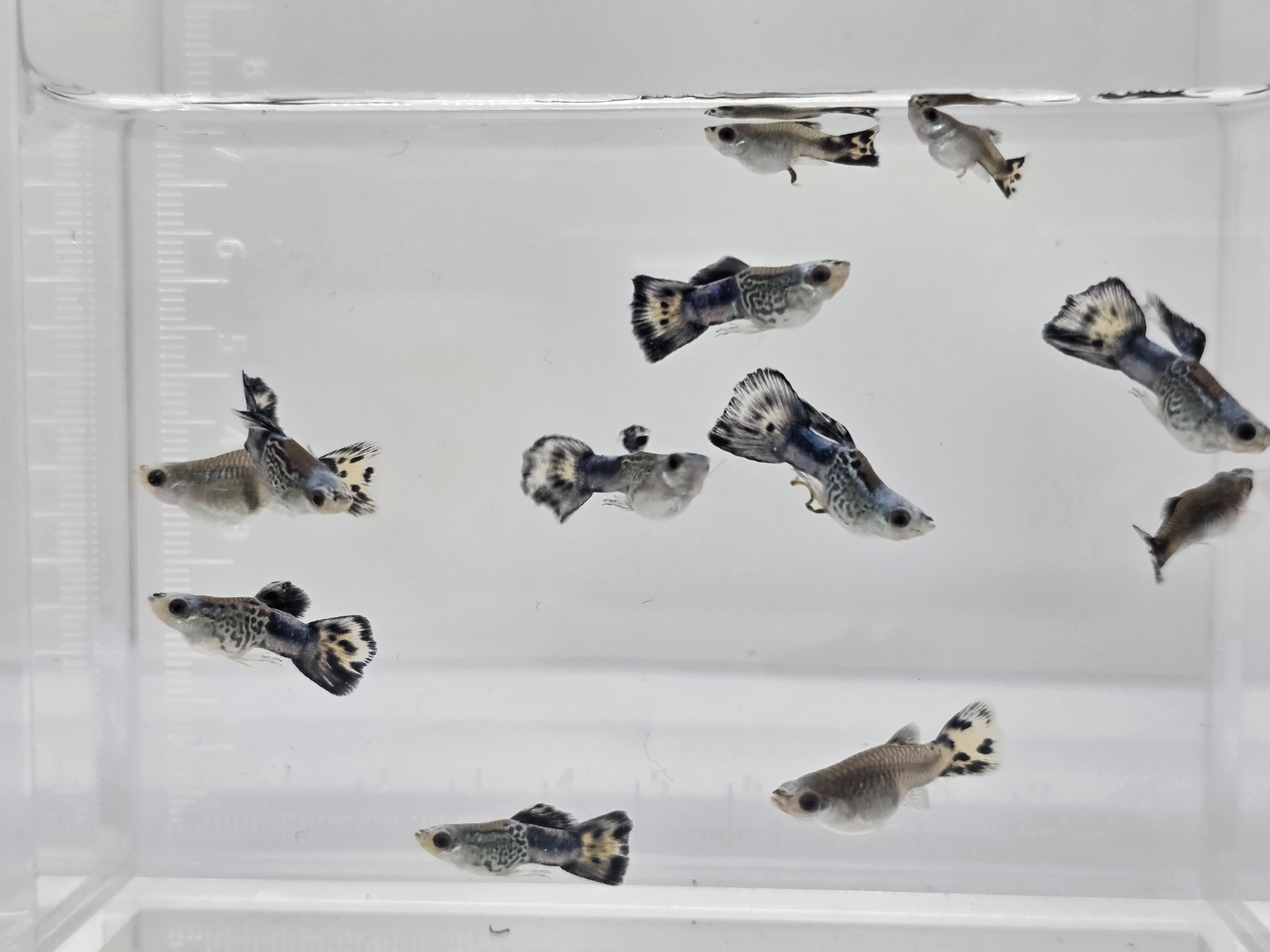 블루코이 스네이크스킨(라리마)