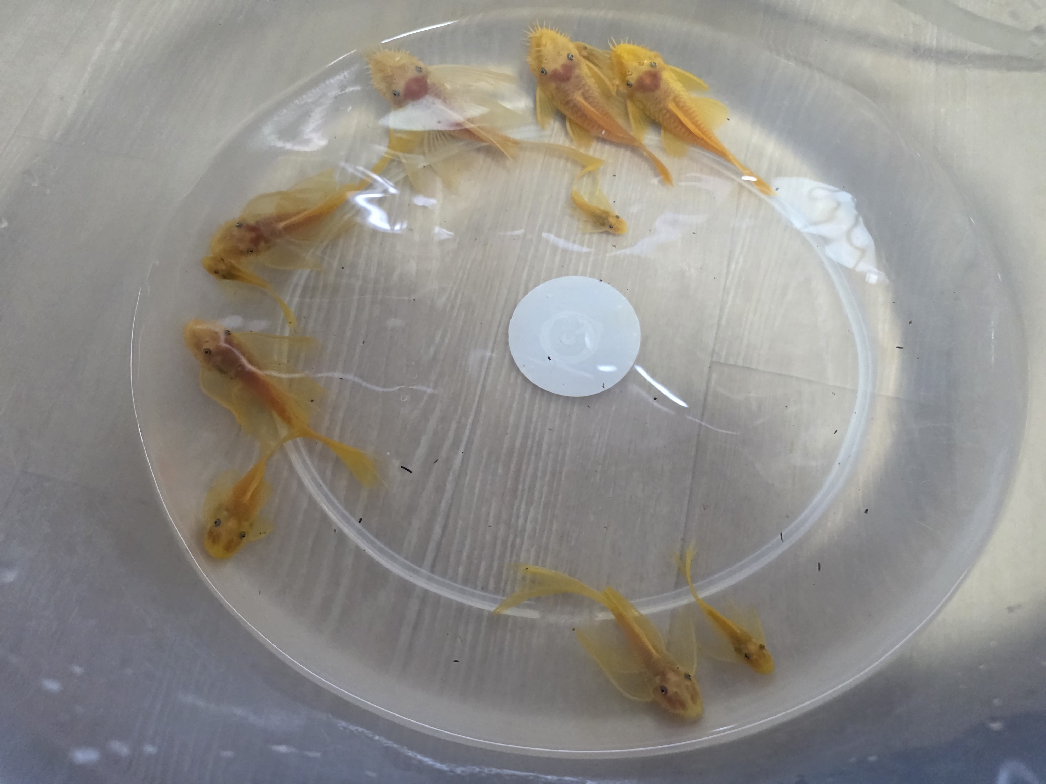 144안시스트루스